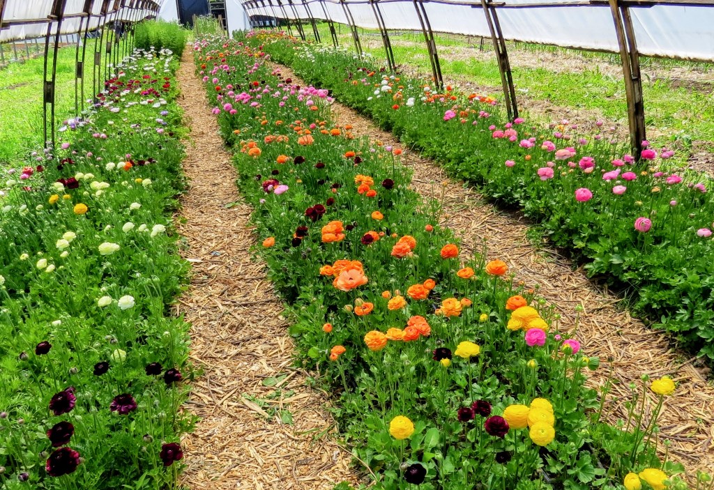 Multiple color flowers in greenhouse